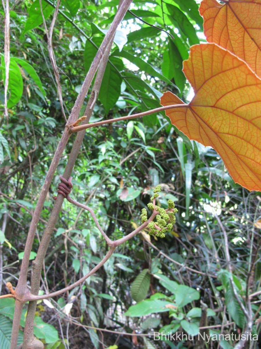 Ampelocissus indica (L.) Planch.